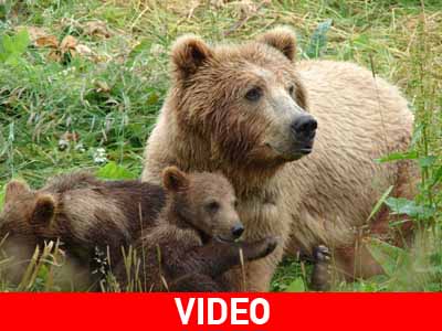 Η αρκούδα της Καστοριάς στο BBC